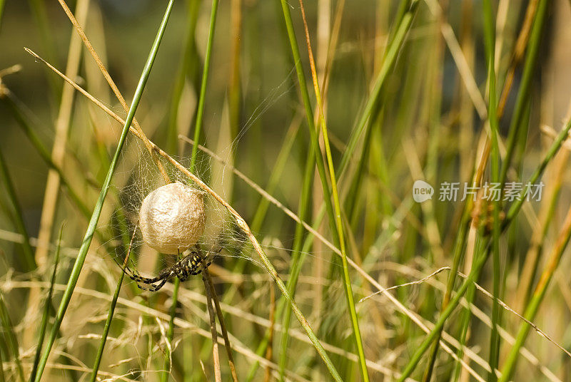 小黄蜂(Argiope bruenichii)卵箱(茧)